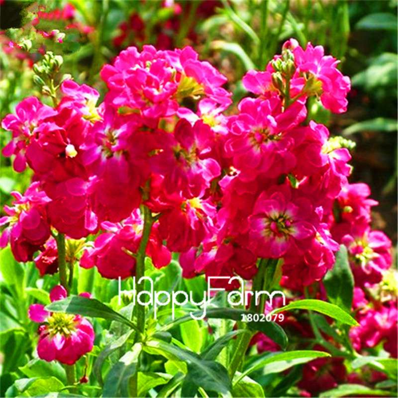 Violet Flower Seeds - Fragrant Matthiola Incana for Garden Planting, Easy Grow