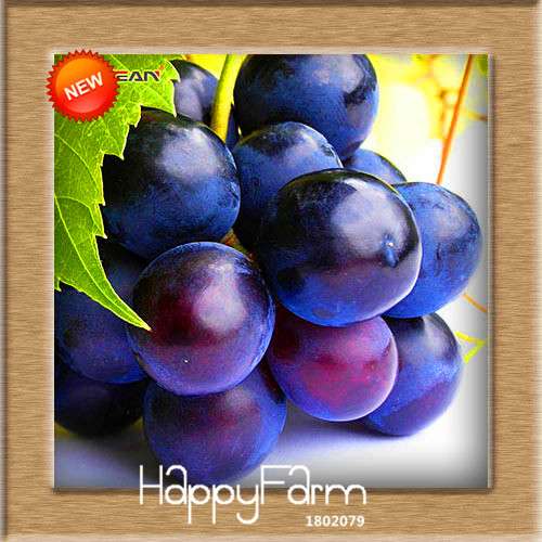 Grape Seeds - 12 Varieties, Sweet Kyoho, Natural Growth for Home Gardening | Premium Fruit Seeds