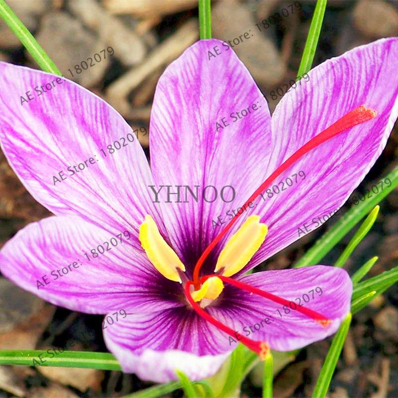Premium Saffron Seeds - Grow Saffron Crocus Flowers for Home, Garden & Bonsai | Fast Shipping