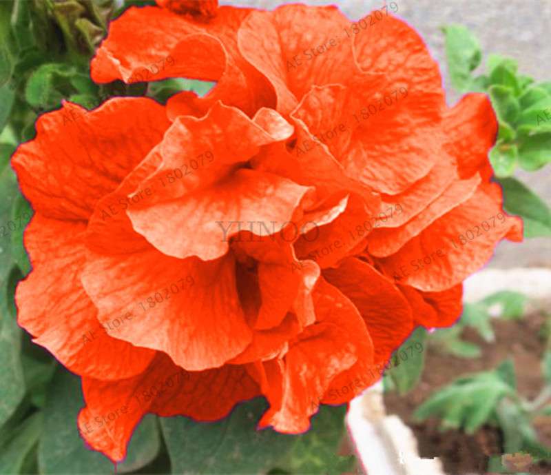 Double Petal Petunia Seeds - Vibrant Indoor Flower Bonsai Plants for Home & Garden