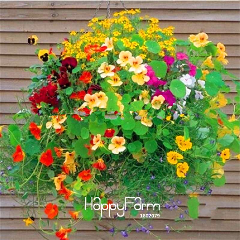 Fresh Tropaeolum Majus Nasturtium Seeds - Easy to Grow, Vibrant Flowers for Garden Planting (Fast Shipping)
