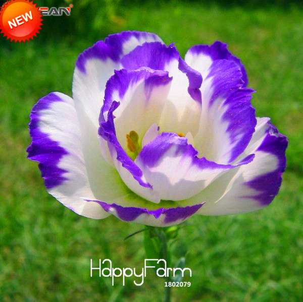 Purple Eustoma Seeds - Multicolor Lisianthus Flower Seeds for Potted Gardens | Perennial Blooms