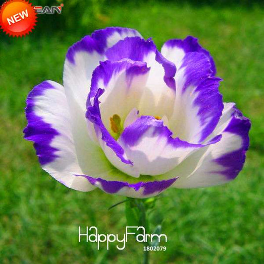 Purple Eustoma Seeds - Multicolor Lisianthus Flower Seeds for Potted Gardens | Perennial Blooms