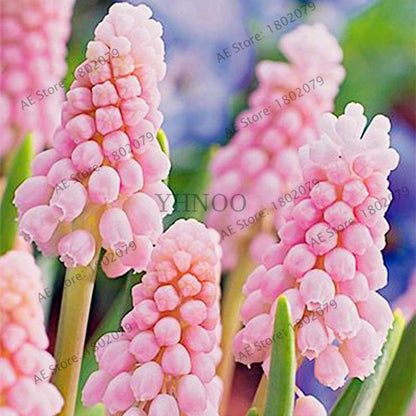 Hyacinth Seeds for Planting - Fragrant Potted Bonsai Flowers, Home Garden Blooming Bulbs