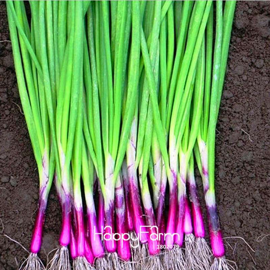 Red Shallot Seeds for Planting - Non-GMO, Delicious Garden Vegetable - Four Seasons Fresh Onion