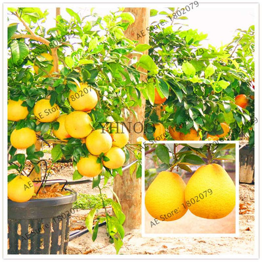 Hardy Mini Pomelo Tree Seeds - Dwarf Kao Pan Grapefruit, Rare Bonsai Fruit for Home Garden