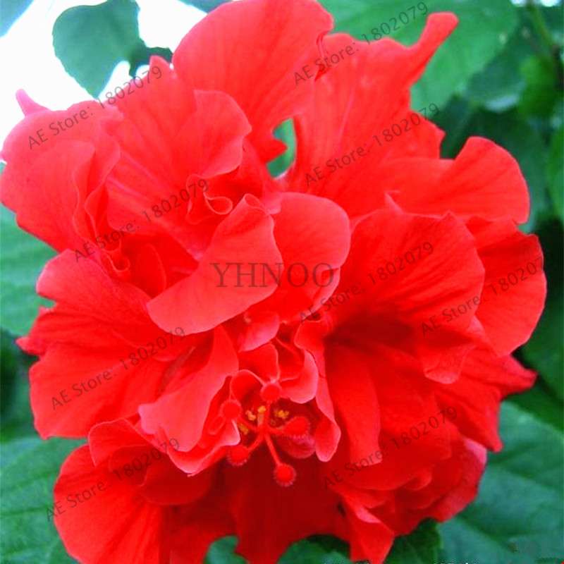 Mixed Color Hibiscus Seeds - Perennial Dinner Plate Hibiscus for Home Garden & Bonsai Planting