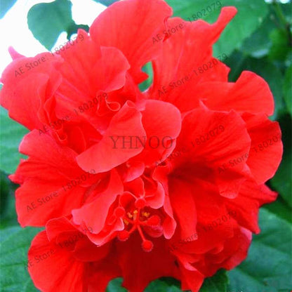 Mixed Color Hibiscus Seeds - Perennial Dinner Plate Hibiscus for Home Garden & Bonsai Planting