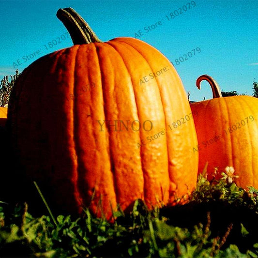 Giant Pumpkin Seeds for Planting - Jumbo US Variety, Home Garden Vegetable Seeds, Fast Growth