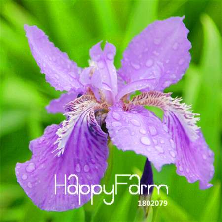 Pink Iris Seeds - Perennial Garden & Gorgeous Cut Flowers for Home Planting