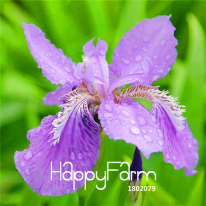 Pink Iris Seeds - Perennial Garden & Gorgeous Cut Flowers for Home Planting