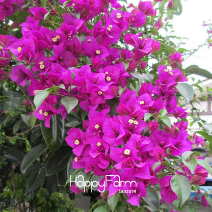 Purple Bougainvillea Spectabilis Seeds - Perennial Flower Seeds for Bonsai & Garden Planting