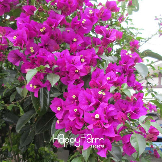 Purple Bougainvillea Spectabilis Seeds - Perennial Flower Seeds for Bonsai & Garden Planting
