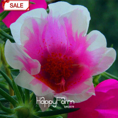 Purple & White Portulaca Grandiflora Seeds - Vibrant Sunflower-Like Blooms for Garden & Containers