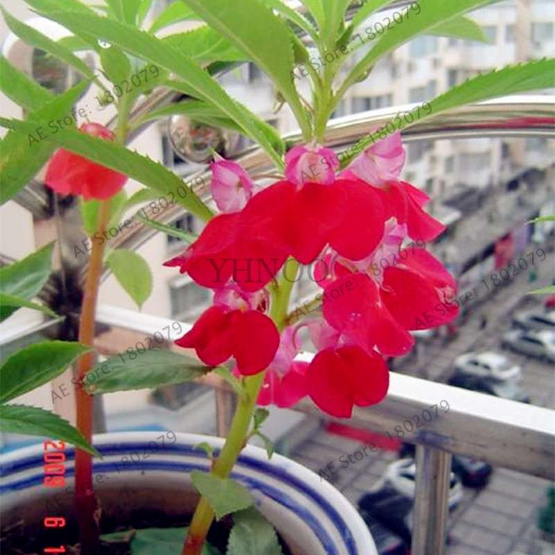 Bonsai Impatiens Seeds - Touch-Me-Not Flower Seeds for Home & Garden Planting - Easy Grow Bonsai Plants