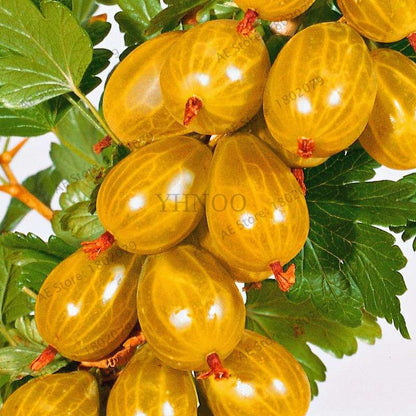 Organic Gooseberry Seeds - Fresh, Nutrient-Rich Perennial Fruit Seeds for Home Gardening