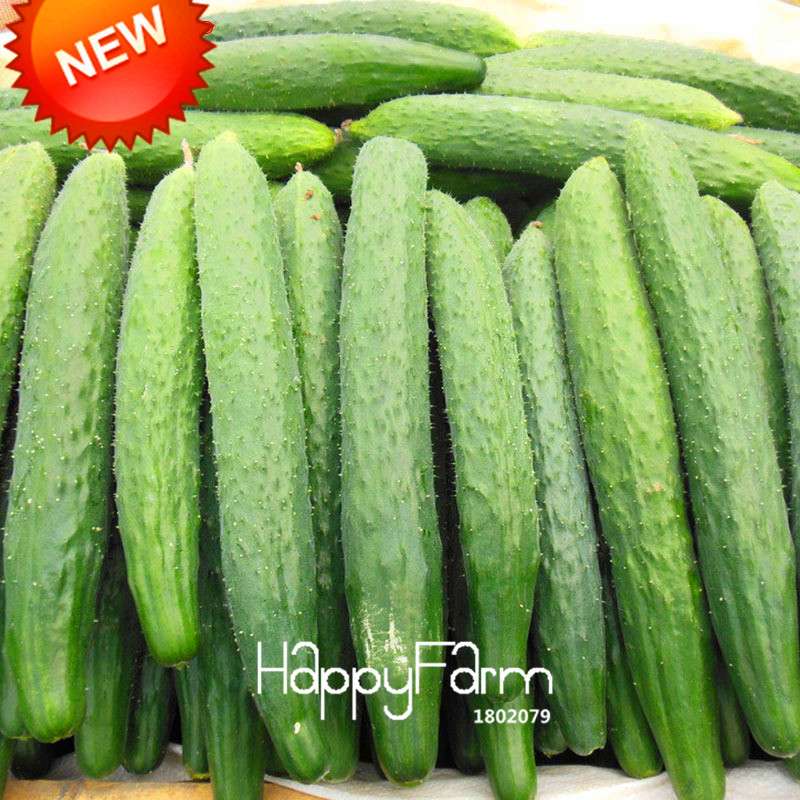 Dutch Cucumber Seeds - for Fresh, Homegrown Vegetables | Non-GMO, High Yield