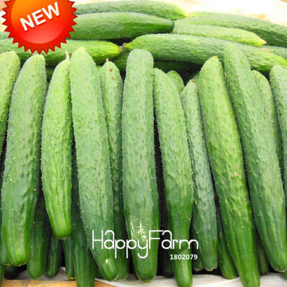 Dutch Cucumber Seeds - for Fresh, Homegrown Vegetables | Non-GMO, High Yield