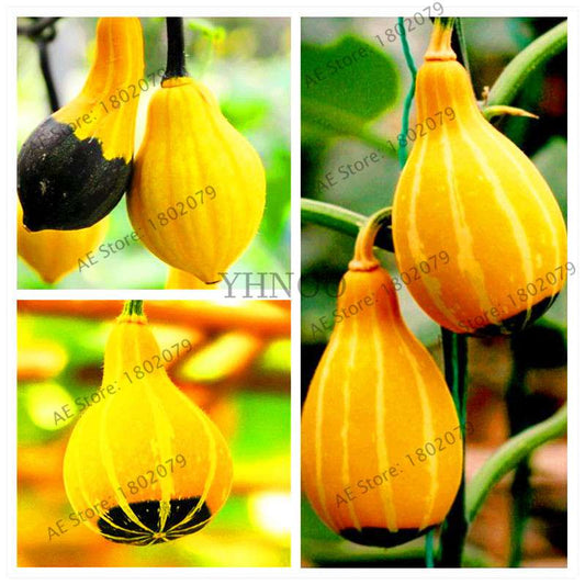 Rare Mandarin Duck Pear Pumpkin Seeds - Perennial Ornamental Garden & Potted Plant