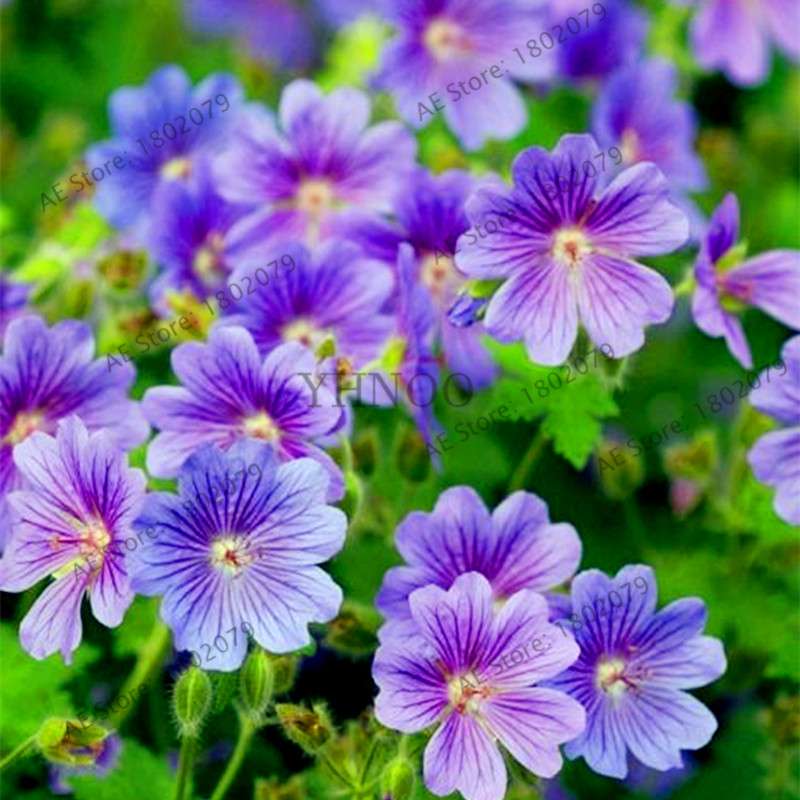 Rare Mixed Color Geranium Seeds - Vibrant Variegated Potted Flowers for Garden & Bonsai | Fast Shipping
