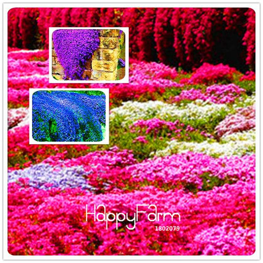 Rock Cress Seeds - Perennial Ground Cover Flowers for Home Garden | Fast-Growing & Low Maintenance