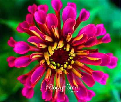 Premium Zinnia Seeds Mix - 24 Varieties, - Rare Colorful Flowers for Indoor & Outdoor Gardens