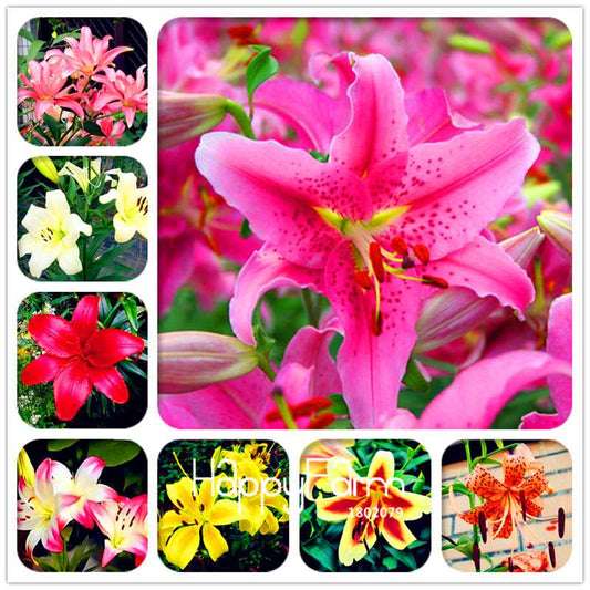 Lily Flower Seeds - Easy to Grow Bonsai Plants for Home & Garden | Fast Blooming