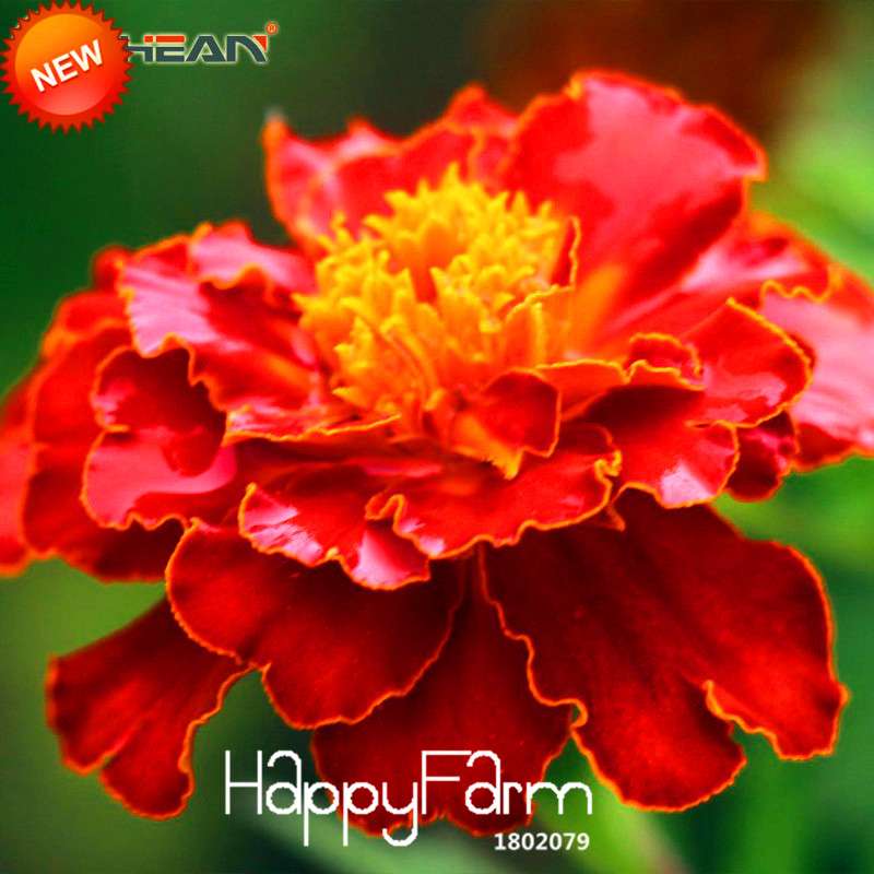 11 Varieties Maidenhair Herb & Marigold Flower Seeds - for Potted Garden