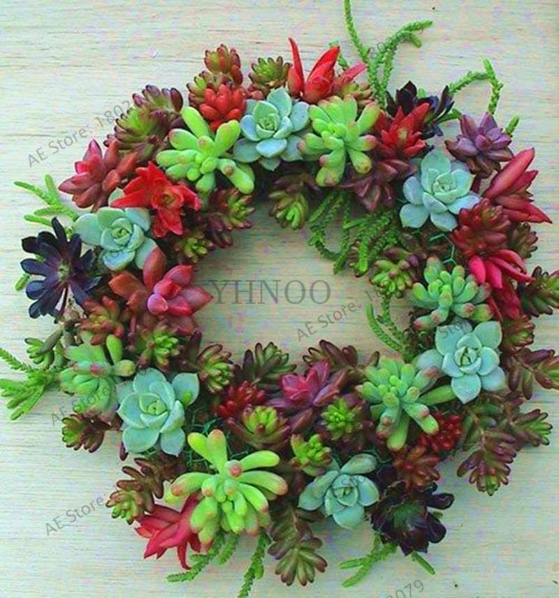 Rare Lithops Succulent Seeds - Living Stone Bonsai Mix for Mini Garden | Fast US Shipping