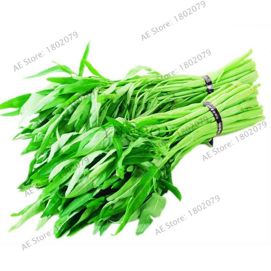 Big Leaf Water Spinach Seeds - Heat-Resistant, Nutritious Green Vegetable Seeds for Home Gardening