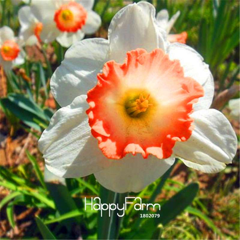 Double Petal Pink Daffodil Bonsai Seeds - Aquatic Plant Seeds for Home Garden