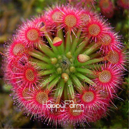 Sundew Seeds - Rare Carnivorous Bonsai Plants, Fresh & Novelty Garden Seeds for Home Gardening