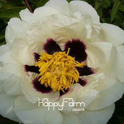 Yellow Peony Seeds for Planting - Potted Bonsai Flower Seeds for Home Garden