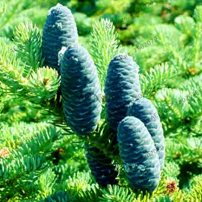 Korean Fir Seeds (Abies koreana) - Year-Round Bonsai Tree Planting, DIY Home Garden Decor & Landscaping