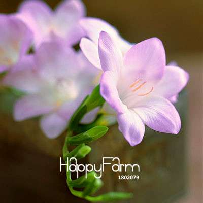 Freesia Seeds - Fragrant, Colorful Flowers for Your Garden | Easy to Grow