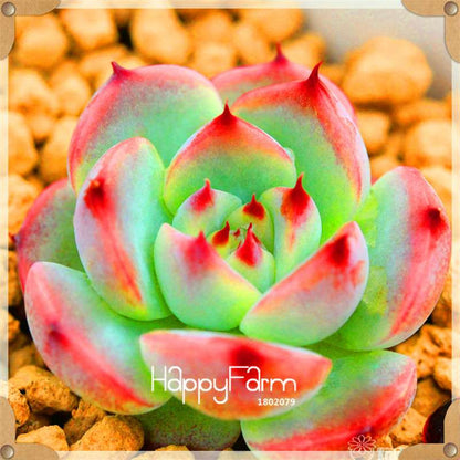 99 Varieties Lithops Seeds - Succulent & Bonsai Plants for Office, Home Garden - Easy to Grow