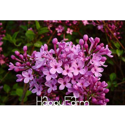 Lilac Flower Seeds - Fragrant Perennial Garden Plants for Home & Landscaping