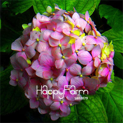 Mixed Hydrangea Seeds - Vibrant Home Garden Flowers for Bonsai & Planting