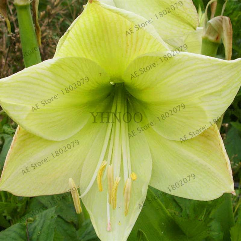 Vibrant Amaryllis Flower Seeds - High Germination, Easy to Grow, Hippeastrum Rutilum