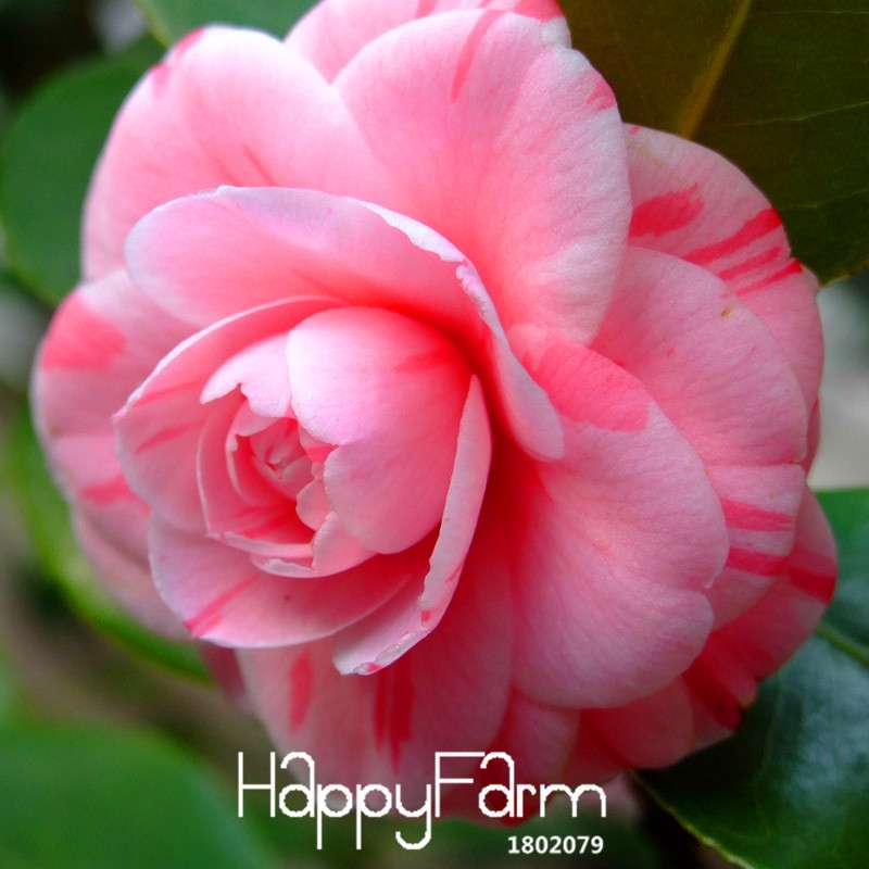 Pink Double Color Camellia Seeds - Potted Garden Flowers, Japanese Camellia Plants for Home & Garden
