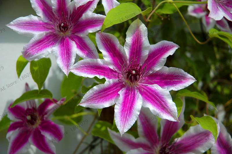 Mixed Clematis Seeds - Easy to Grow Beautiful Bonsai Flowers for Home Garden (Limited Time Offer)
