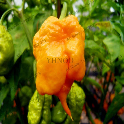 Hot Scorpion Pepper Seeds - Super Rare Edible Bonsai Plant for Home Garden & Spicy Cooking