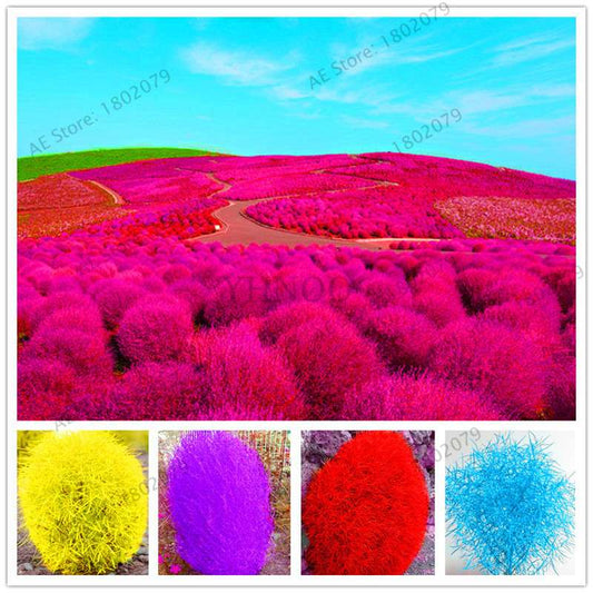 Burning Bush Grass Seeds - Fast Growing, Hardy Kochia Scoparia | Summer Cypress, Easy to Grow Garden Seeds