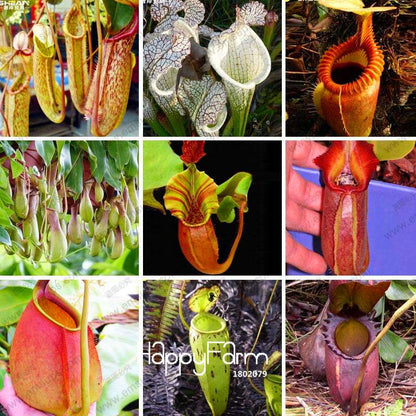 Nepenthes Seeds - Carnivorous Bonsai Plants for Balcony, Potted, Home Garden (11 Varieties)