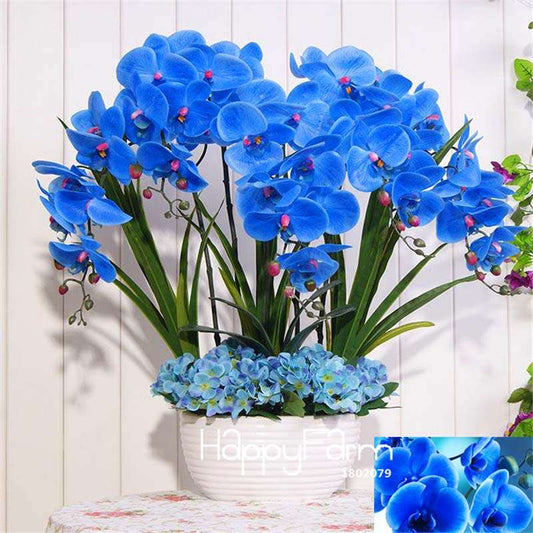 Phalaenopsis Orchid Seeds - 9 Stunning Varieties, Perennial Potted Flowers for Home & Garden