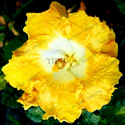Colorful Bonsai Hibiscus Seeds - Perennial Flower for Home Garden Planting, Hibiscus Mutabilis