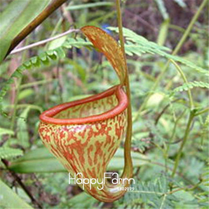 Carnivorous Nepenthes Seeds - Mosquito Eating Plant for Bonsai & Garden - Rare Insectivorous Variety