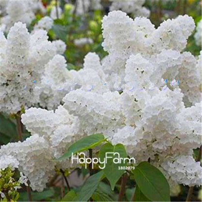 Japanese Bonsai Lilac Flower Seeds - DIY Home Garden Planting Kit for Indoor/Outdoor