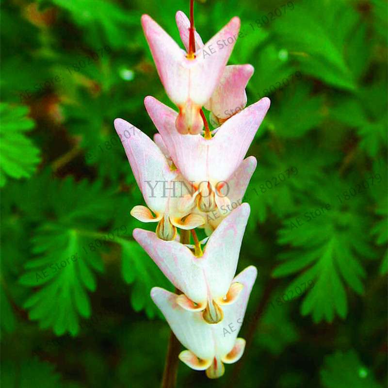 Bleeding Heart Seeds (Dicentra Spectabilis) - Orchid Seeds for Pots & Cottage Gardens