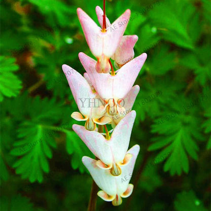Bleeding Heart Seeds (Dicentra Spectabilis) - Orchid Seeds for Pots & Cottage Gardens